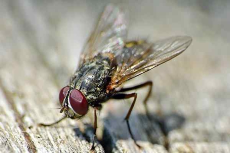 Blog - Shooing The Houston Flies That Are Bothering You