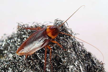 Blog - How Do I Get Rid Of Roaches In My Houston Home?