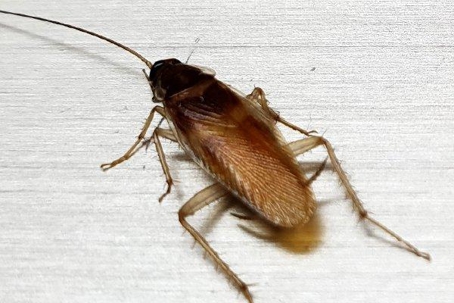 German 2024 cockroach killer