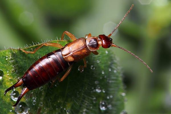 Blog - Houston's Ultimate Guide To Earwigs: Habits, Prevention, And Control