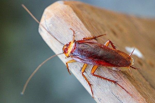 Blog - Cockroaches In Houston: A Comprehensive Guide To Prevention And  Control