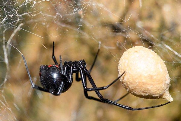 Blog Effective Control Methods For Venomous Spiders Keeping Your Spring Home Safe 9305