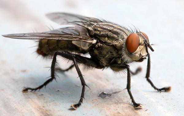 Blog - A Helpful Fly Prevention Guide For Your Cypress Home