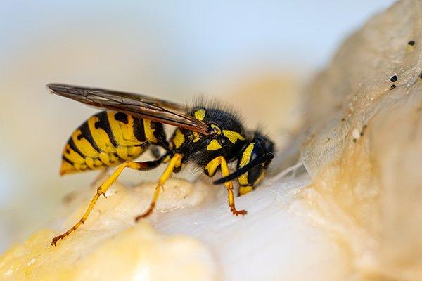 Realistic Yellow Jacket Wasp Fly